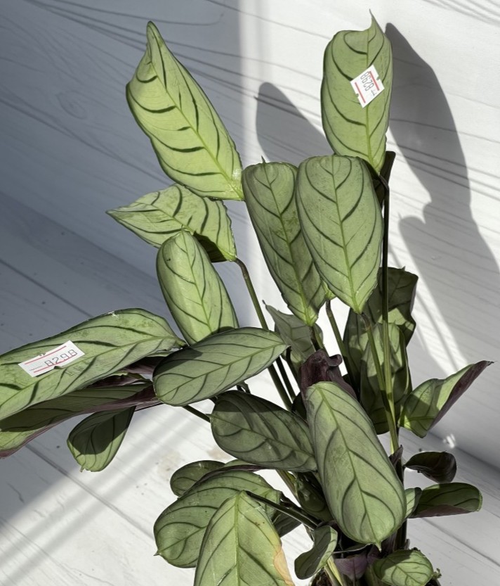 Maranta Leuconera Amabilis Mint mini (Ø 6 см)