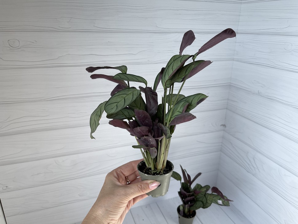 Maranta Leuconera Amabilis Mint mini (Ø 6 см)