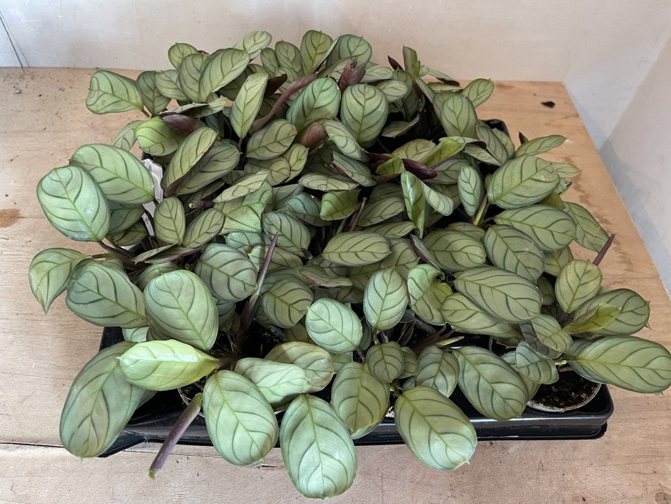 Maranta Leuconera Amabilis Mint mini (Ø 6 см)