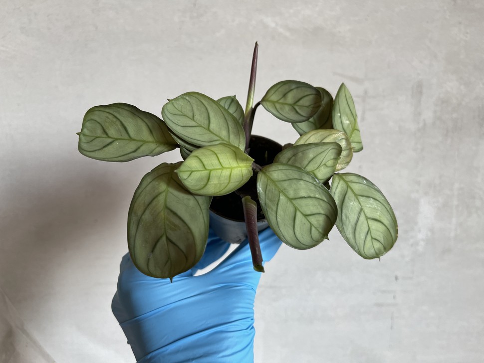Maranta Leuconera Amabilis Mint mini (Ø 6 см)