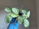 Maranta Leuconera Amabilis Mint mini (Ø 6 см)