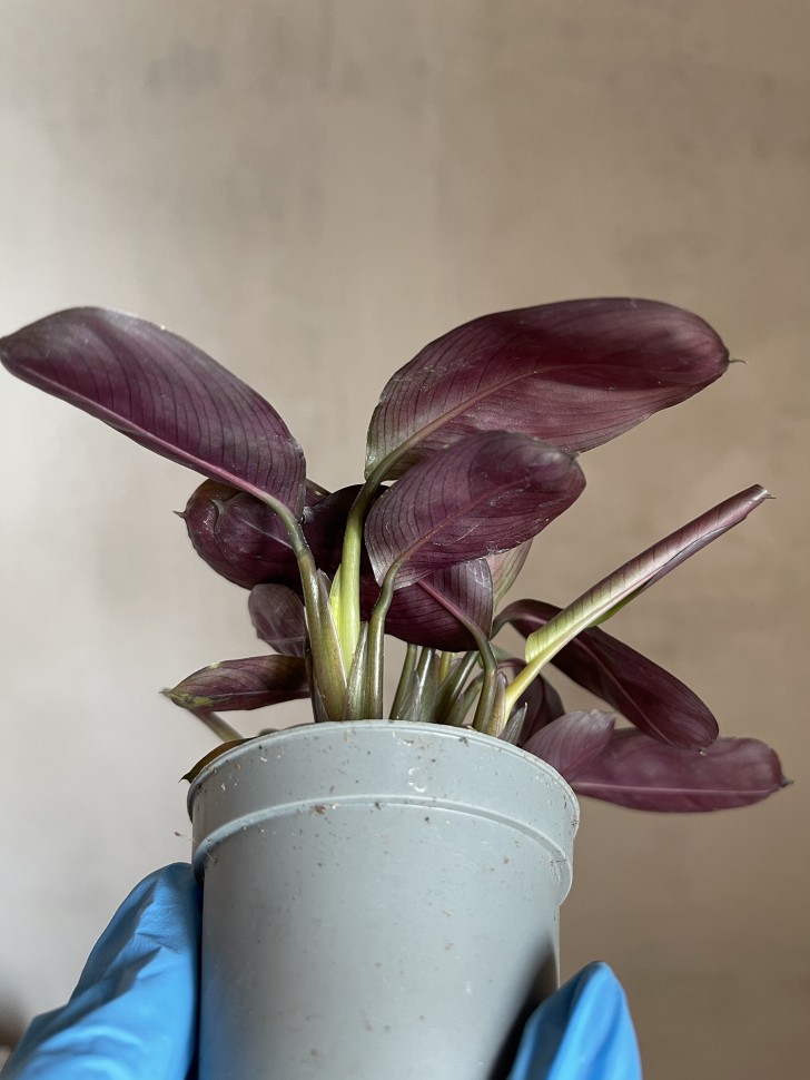 Maranta Leuconera Amabilis Mint mini (Ø 6 см)