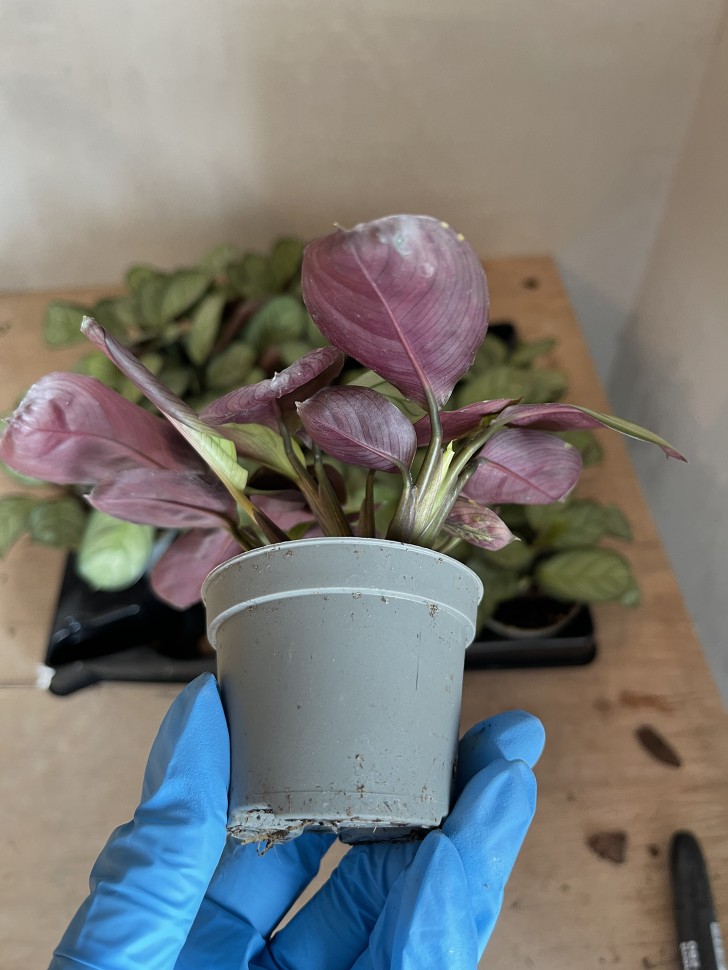 Maranta Leuconera Amabilis Mint mini (Ø 6 см)