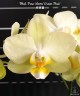 Phal. Pure Moon 'Green Pixie' 2.5''