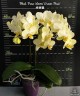 Phal. Pure Moon 'Green Pixie' 2.5''