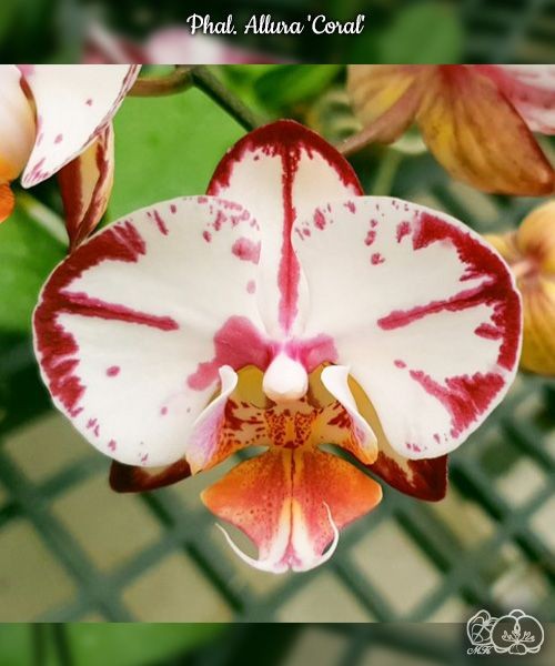 Phal. Allura 'Coral' 2.5"
