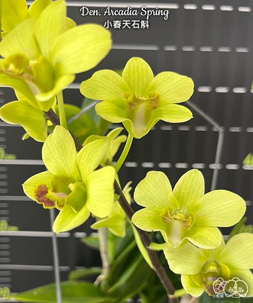 Den. Arcadia Spring 2.8"