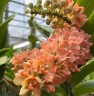 Rhy. gigantea var. orange × sib 2.5" УЦЕНКА (мех. повр. листиков)