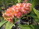 Rhy. gigantea var. orange × sib 2.5" УЦЕНКА (мех. повр. листиков)