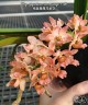 Rhy. gigantea var. orange × sib 2.5" УЦЕНКА (мех. повр. листиков)
