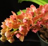 Rhy. gigantea var. orange × sib 2.5" УЦЕНКА (мех. повр. листиков)