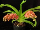 Rhy. gigantea var. orange × sib 2.5" УЦЕНКА (мех. повр. листиков)