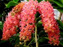 Rhy. gigantea var. orange × sib 2.5" УЦЕНКА (мех. повр. листиков)