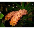 Rhy. gigantea var. orange × sib 2.5" УЦЕНКА (мех. повр. листиков)