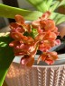Rhy. gigantea var. orange × sib 2.5" УЦЕНКА (мех. повр. листиков)