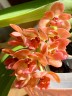 Rhy. gigantea var. orange × sib 2.5" УЦЕНКА (мех. повр. листиков)