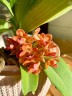 Rhy. gigantea var. orange × sib 2.5" УЦЕНКА (мех. повр. листиков)
