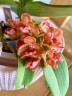 Rhy. gigantea var. orange × sib 2.5" УЦЕНКА (мех. повр. листиков)