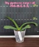 Rhy. gigantea var. orange × sib 2.5" УЦЕНКА (мех. повр. листиков)