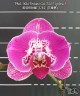 Phal. Miki Fortune Cat '3281' (peloric) 2.5'' УЦЕНКА (мех. повр. лист.)