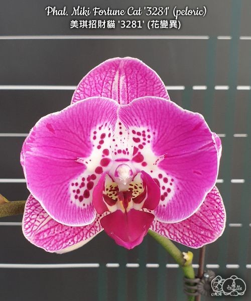Phal. Miki Fortune Cat '3281' (peloric) 2.5'' УЦЕНКА (мех. повр. лист.)