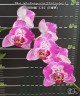 Phal. Miki Fortune Cat '3281' (peloric) 2.5'' УЦЕНКА (мех. повр. лист.)