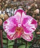 Phal. Miki Fortune Cat '3281' (peloric) 2.5'' УЦЕНКА (мех. повр. лист.)