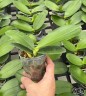 Phal. Miki Fortune Cat '3281' (peloric) 2.5'' УЦЕНКА (мех. повр. лист.)