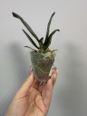 Phal. I-Hsin Yellow Leopard 1.7'' УЦЕНКА (мех. повр. лист)