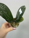 Phal. I-Hsin Yellow Leopard 1.7'' УЦЕНКА (мех. повр. лист)