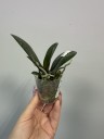 Phal. I-Hsin Yellow Leopard 1.7'' УЦЕНКА (мех. повр. лист)