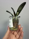 Phal. I-Hsin Yellow Leopard 1.7'' УЦЕНКА (мех. повр. лист)
