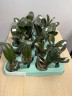 Phal. I-Hsin Yellow Leopard 1.7'' УЦЕНКА (мех. повр. лист)