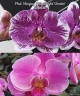 Phal. Hsinying Little Knight 'Voodoo' 1.7"