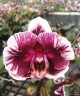 Phal. Hsinying Little Knight 'Voodoo' 1.7"