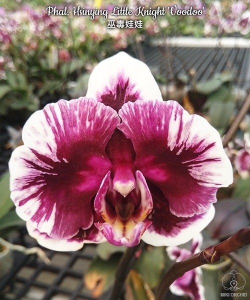 Phal. Hsinying Little Knight 'Voodoo' 1.7"