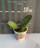 Phal. Hsinying Little Knight 'Voodoo' 1.7"