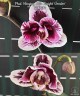Phal. Hsinying Little Knight 'Voodoo' 1.7"