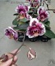 Phal. Hsinying Little Knight 'Voodoo' 1.7"