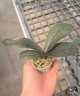 Phal. Hsinying Little Knight 'Voodoo' 1.7"
