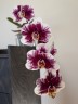 Phal. Hsinying Little Knight 'Voodoo' 1.7"