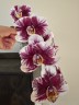 Phal. Hsinying Little Knight 'Voodoo' 1.7"