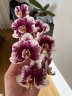 Phal. Hsinying Little Knight 'Voodoo' 1.7"