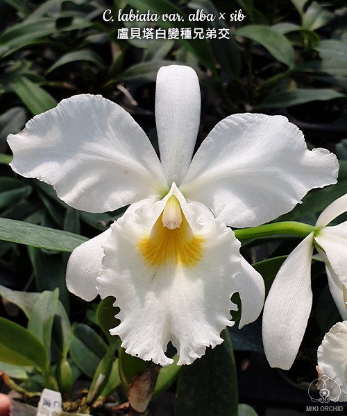 C. labiata var. alba × sib 2.5"