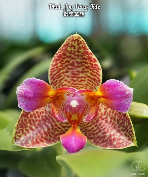 Phal. Joy Fairy Tale 2.5''