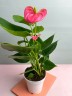 Anthurium andreanum Arisa Pink Xl Ø 12 см