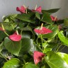 Anthurium andreanum Arisa Pink Xl Ø 12 см