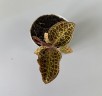 Anoectochilus Coral / Драгоценная орхидея (Ø 7 см)