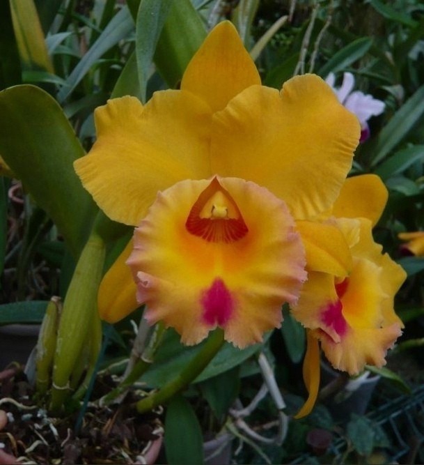 Rlc. Village Chief Headache 2.5''