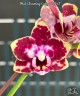 Phal. Charming Cafecat '0743' 2.5''